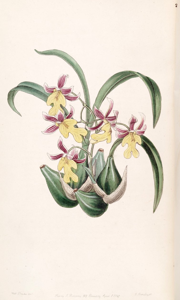 Mexicoa ghiesbreghtiana (som syn. Odontoglossum warneri var. Purpuratum) af Miss Drake