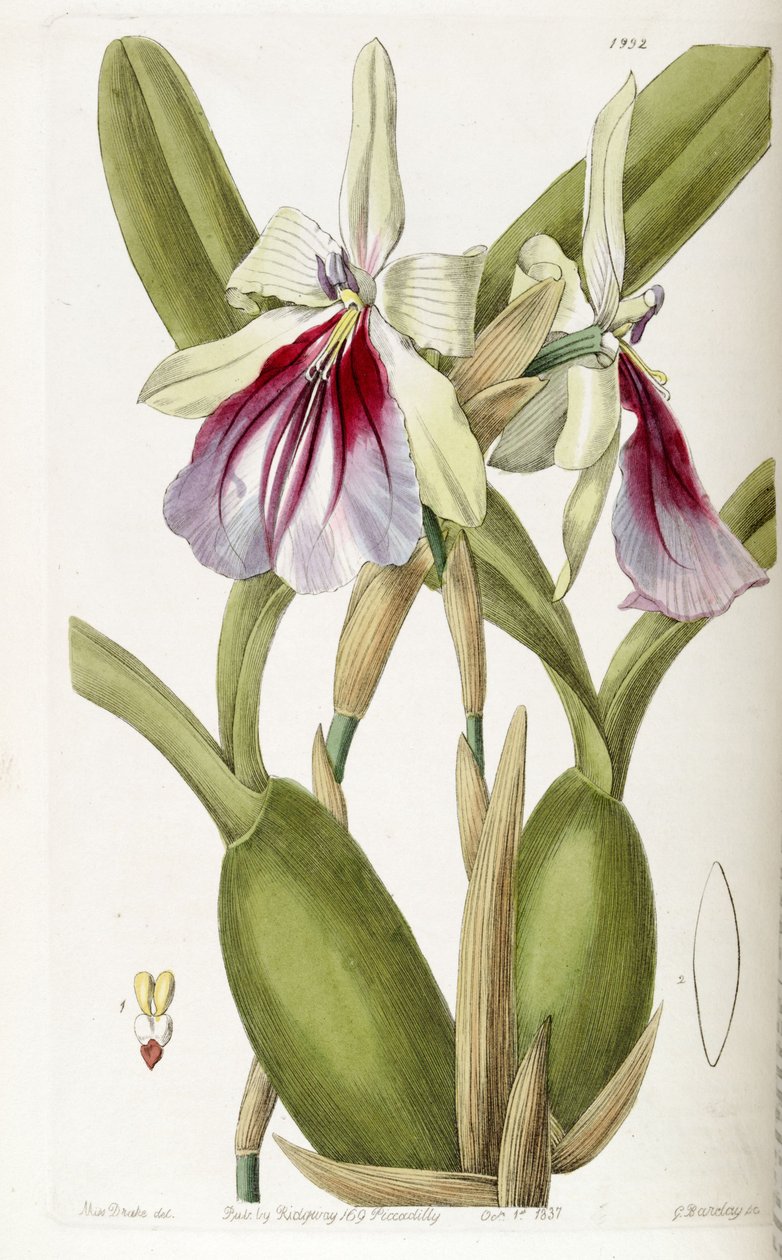 Miltonia spectabilis af Miss Drake