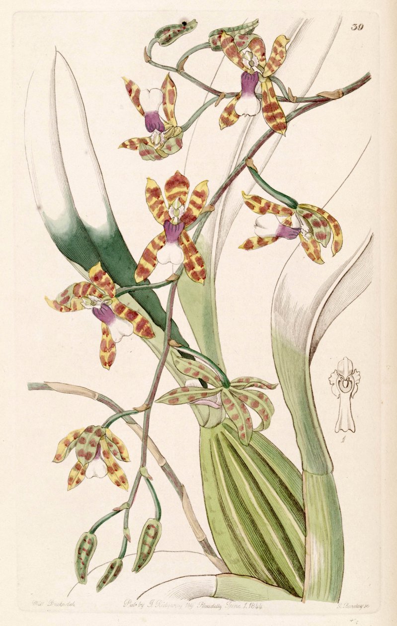 Miltonioides laevis (som syn. Odontoglossum laeve) af Miss Drake