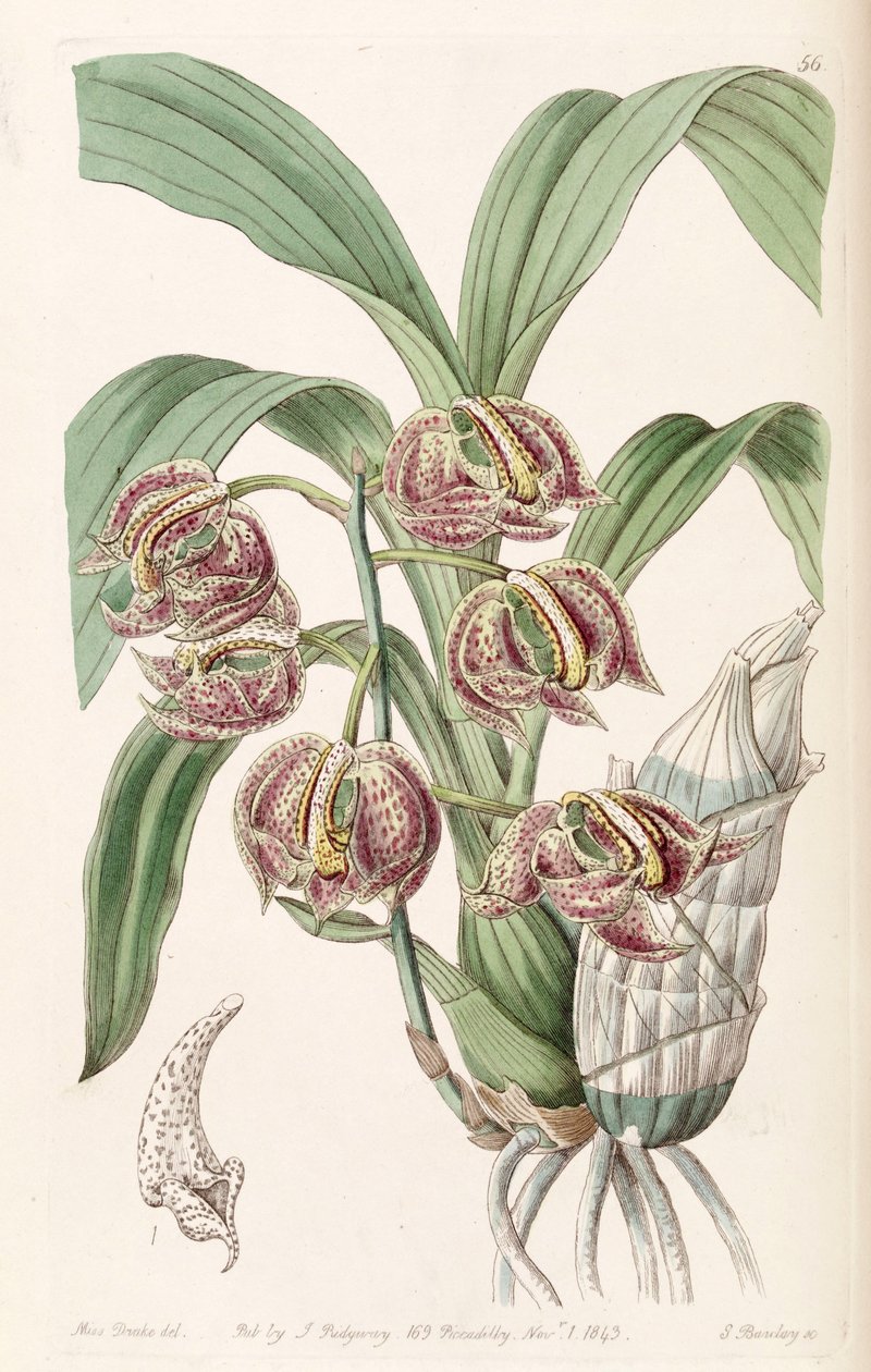 Mormodes aromatica af Miss Drake