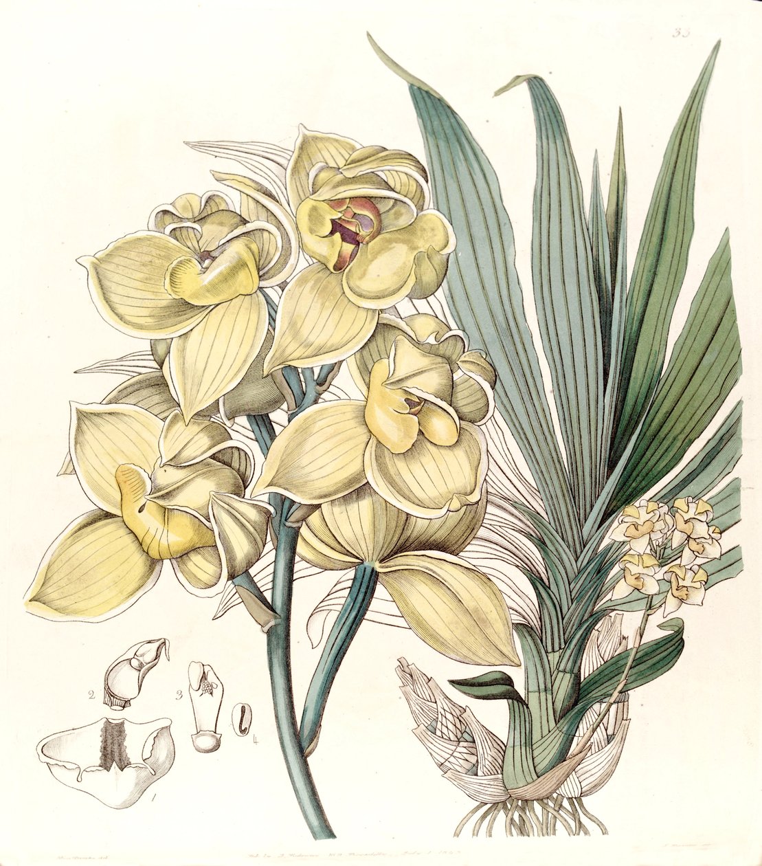Mormodes luxata (som Mormodes luxatum) af Miss Drake