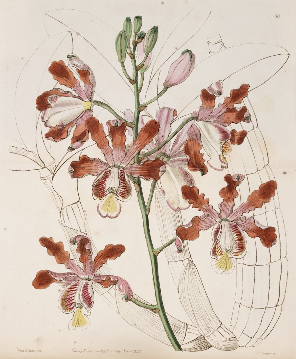 Myrmecophila grandiflora (som syn. Schomburgkia tibicinis var. grandiflora) af Miss Drake