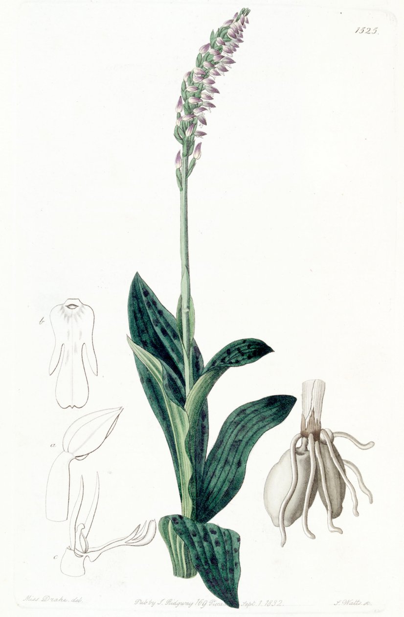 Neotinea maculata (som syn. Aceras secundiflorum) af Miss Drake