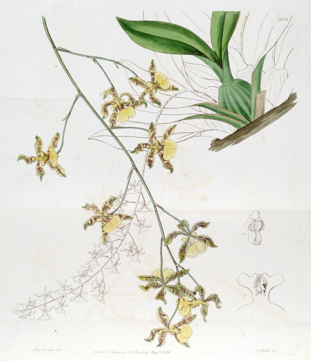 Oncidium (Jacq.) Sw   (Denne tegning er IKKE Oncidium baueri, se disambigueringsside af Miss Drake