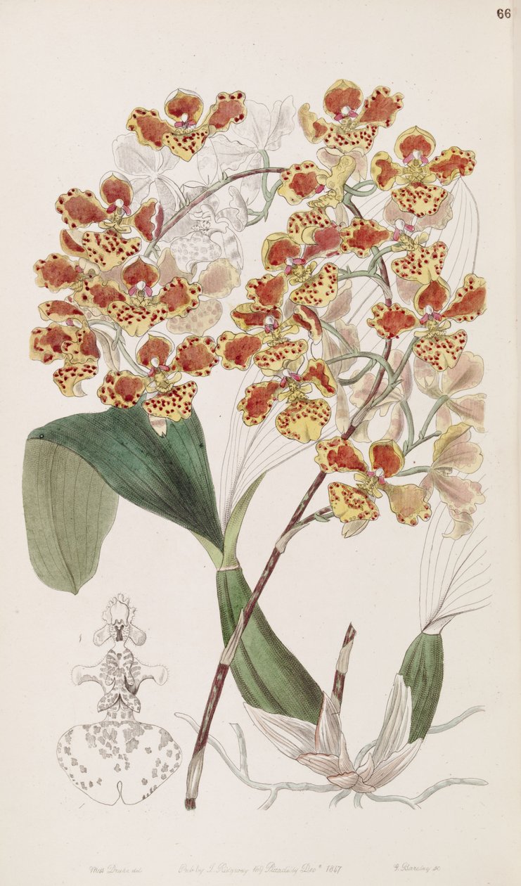 Oncidium af Miss Drake