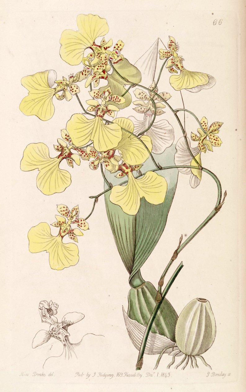 Oncidium bicolor af Miss Drake