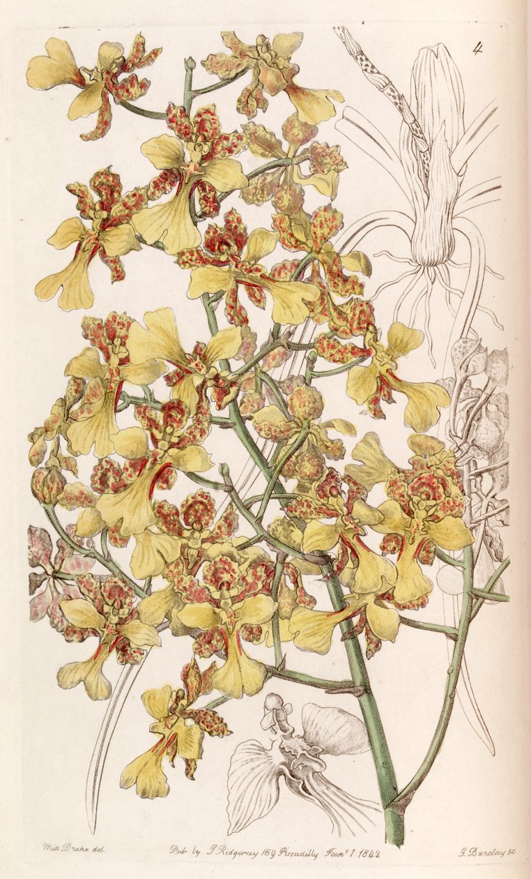 Oncidium cebolleta eller Trichocentrum cebolleta (som syn. Oncidium longifolium) af Miss Drake
