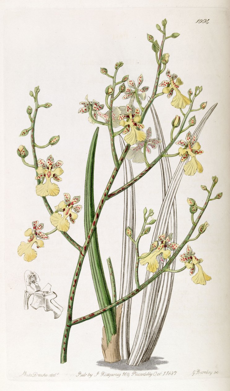 Oncidium purløg eller Trichocentrum purløg af Miss Drake