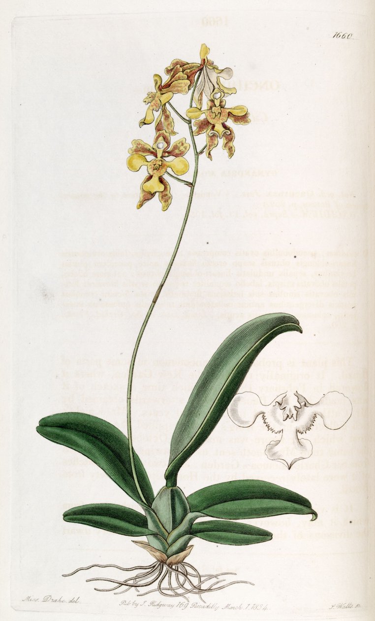 Oncidium ciliatum af Miss Drake