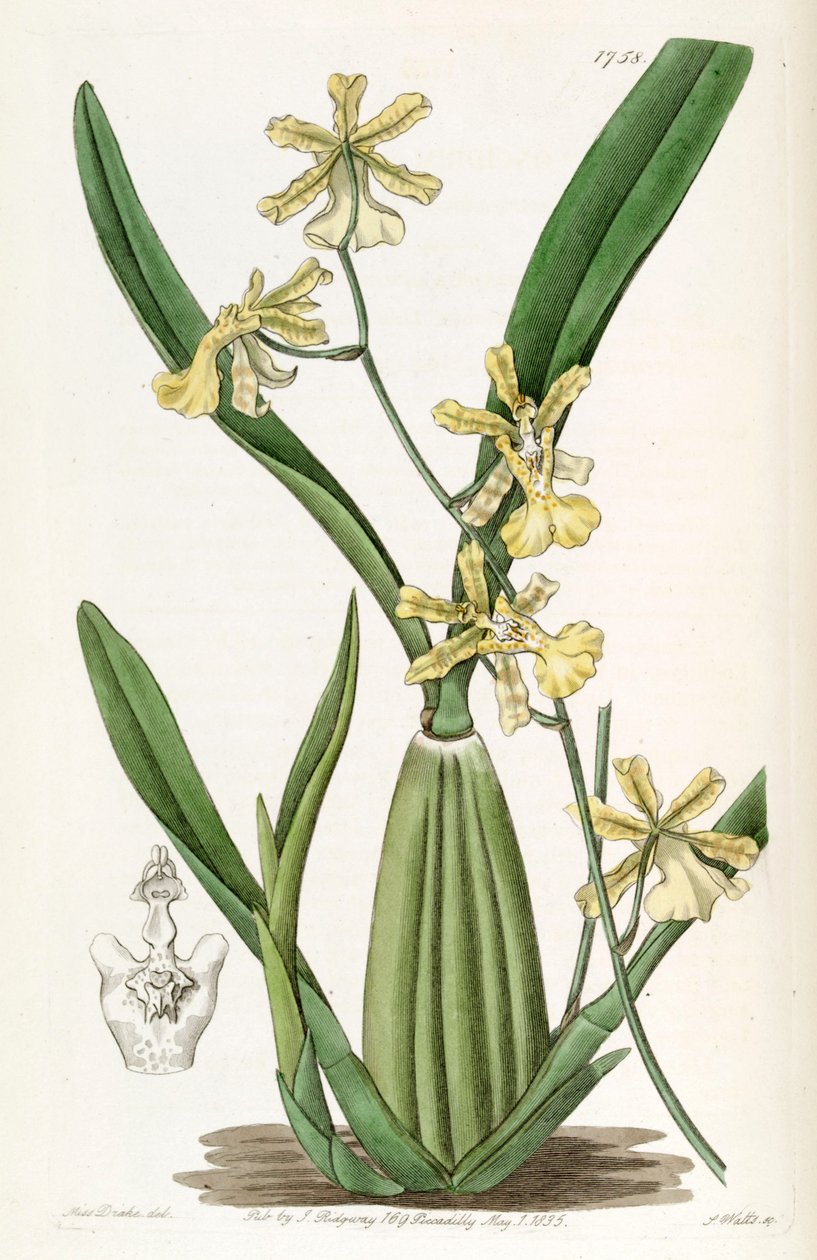 Oncidium citrinum af Miss Drake