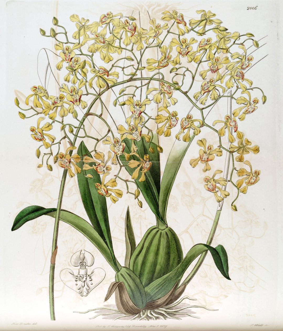 Oncidium deltoideum (stavet som Cynorchis fastigiata af Miss Drake