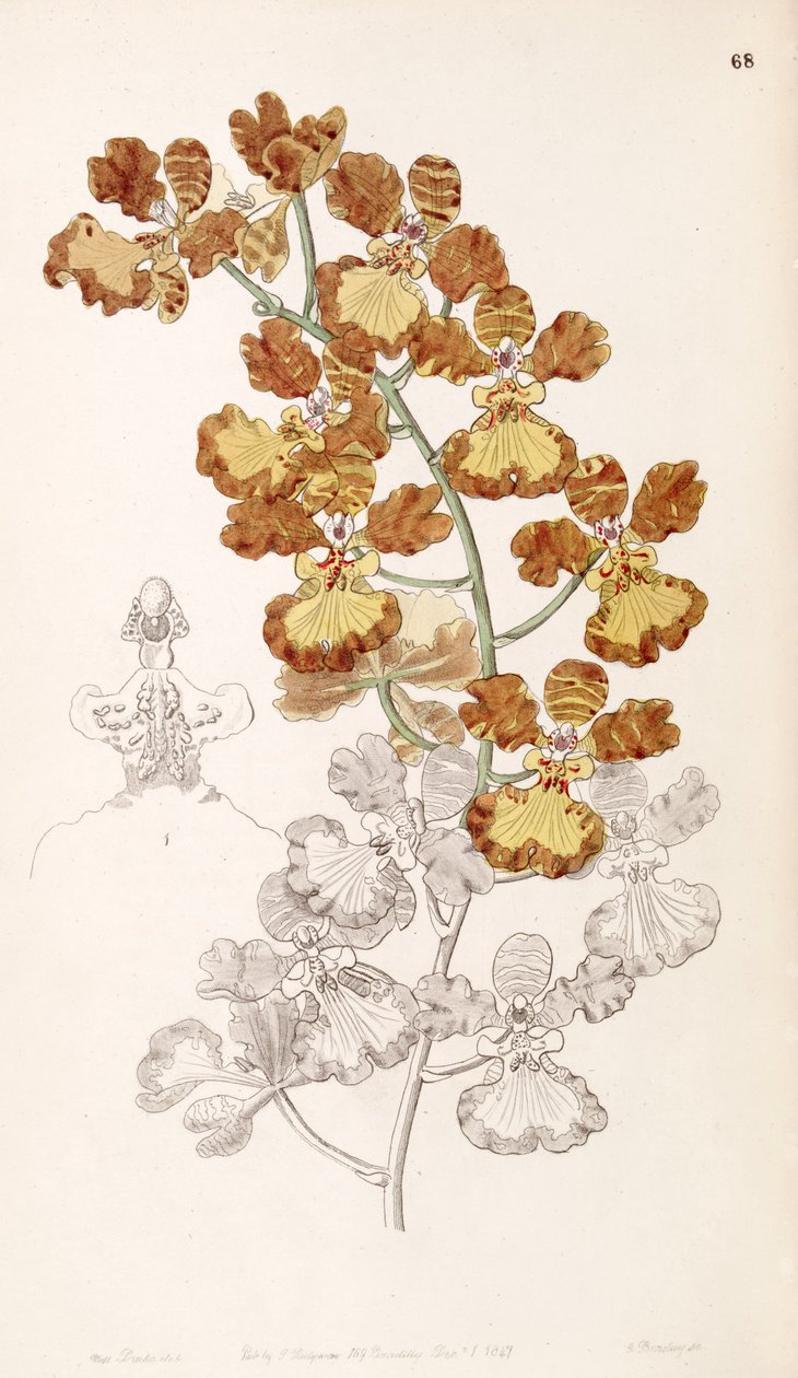 Oncidium gardneri (som syn. Oncidium curtum) af Miss Drake