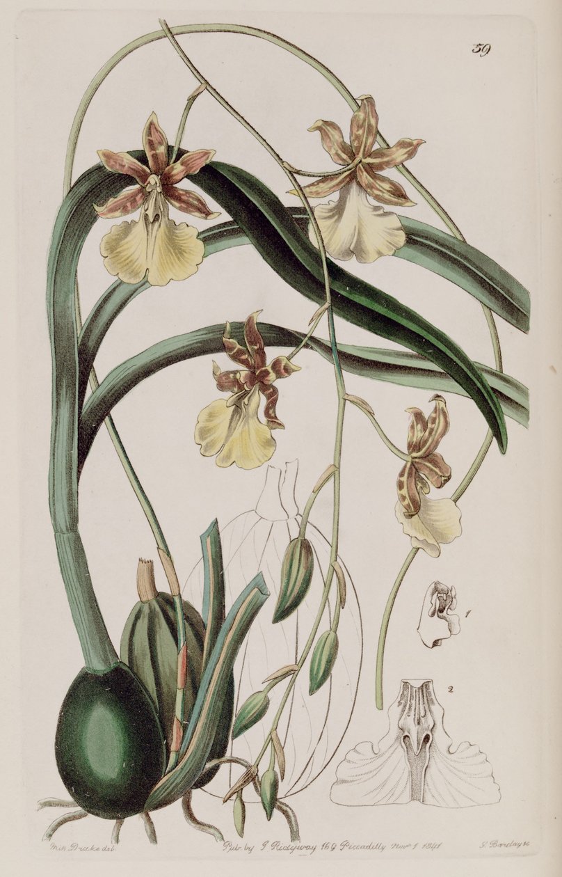 Oncidium graminifolium (som syn. Cyrtochilum filipes) af Miss Drake
