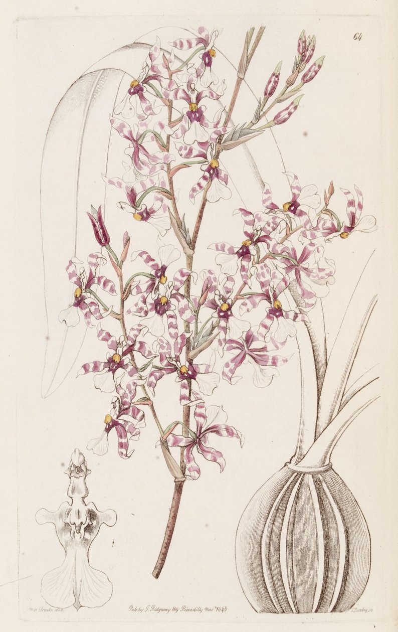 Oncidium incurvus af Miss Drake