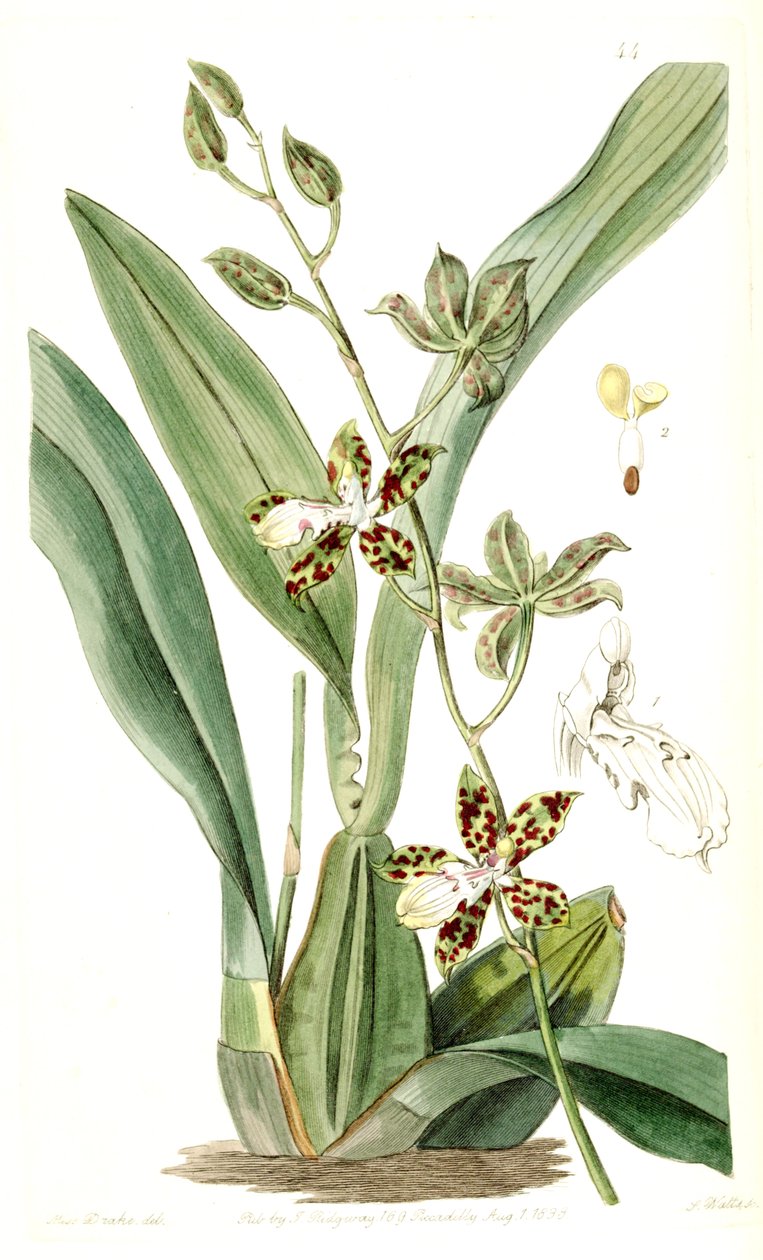 Oncidium maculatum (som syn. Cyrtochilum maculatum) af Miss Drake