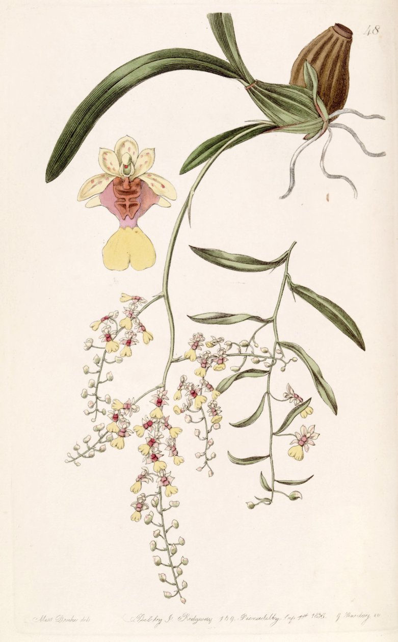 Oncidium raniferum af Miss Drake