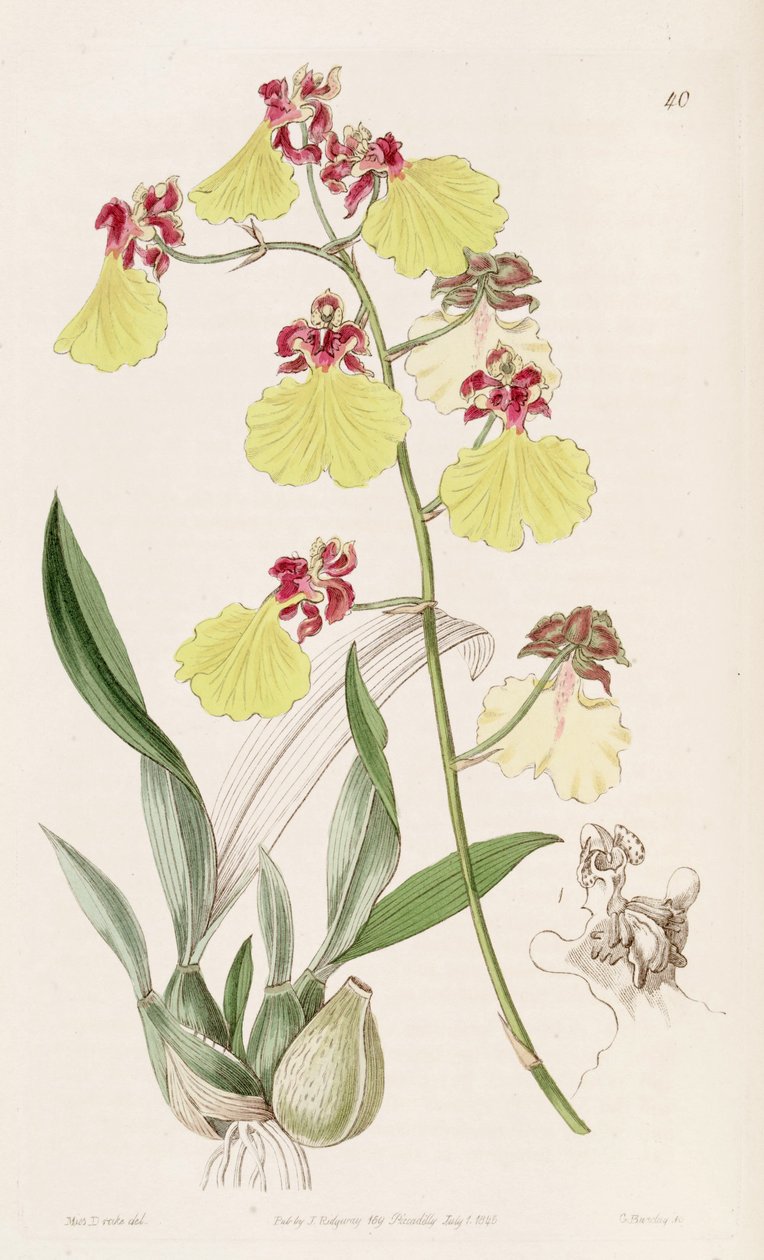 Oncidium spilopterum af Miss Drake