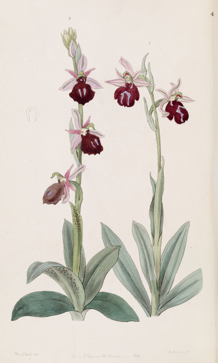 Ophrys ferrum-equinum (venstre, fig. 2) og Ophrys bombyliflora (som syn. Ophrys tabanifera) (højre, fig. 1) af Miss Drake