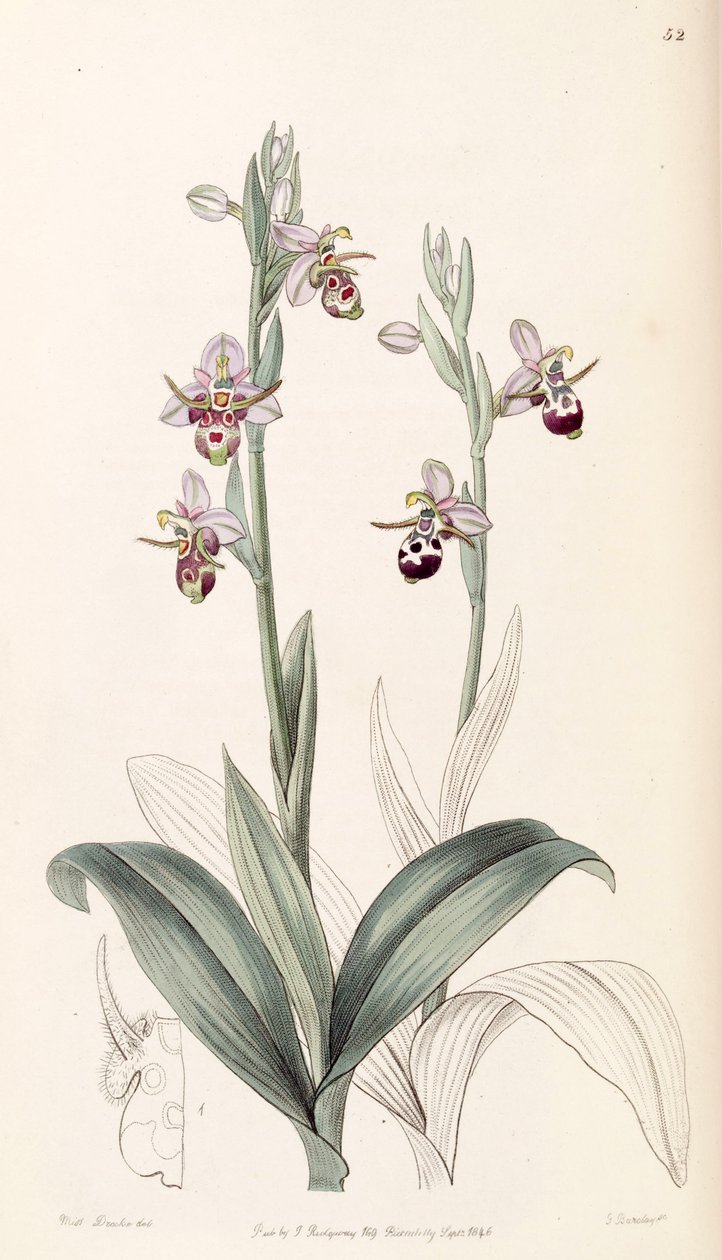 Ophrys scolopax subsp. cornuta (som syn. Ophrys cornuta) af Miss Drake