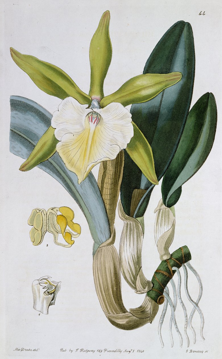 Orchid: Brassavola glauca, udgivet af I. Ridgway, 1846 af Miss Drake