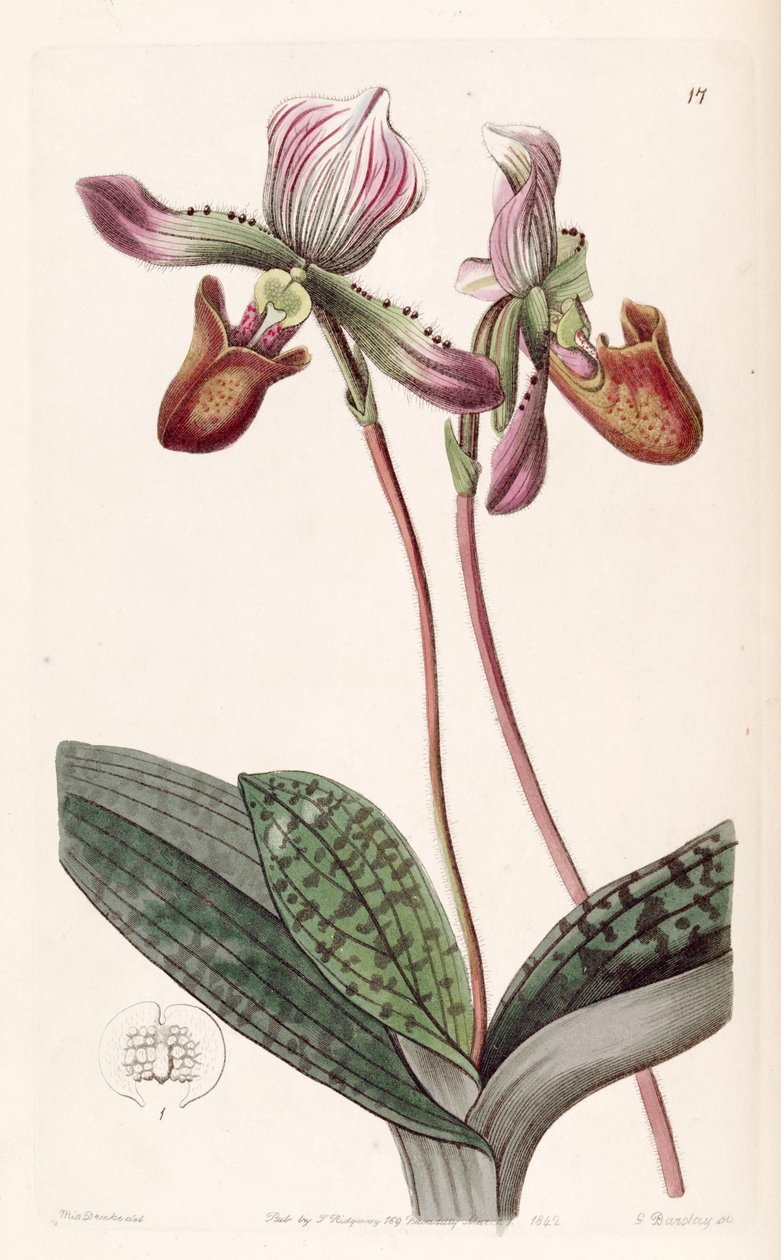 Paphiopedilum barbatum (som syn. Cypripedium barbatum) af Miss Drake