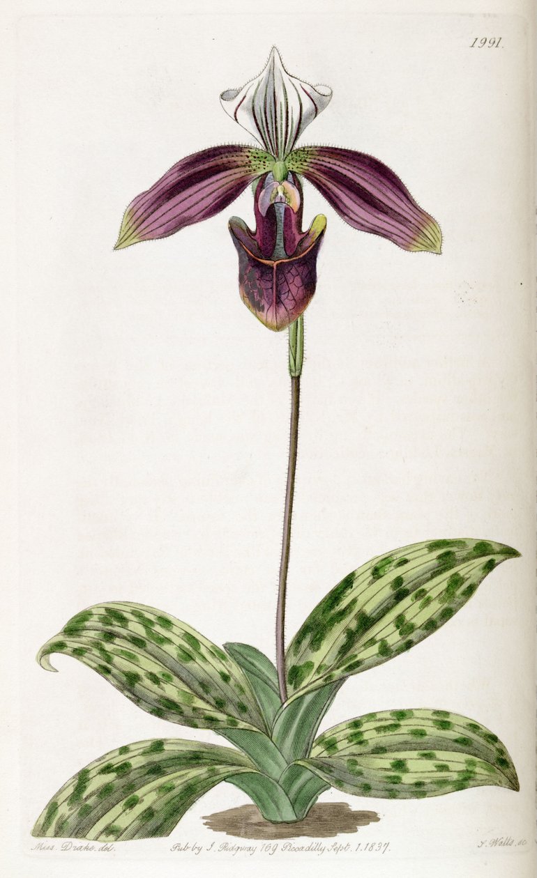 Paphiopedilum purpuratum (som syn. Cypripedium purpuratum) af Miss Drake