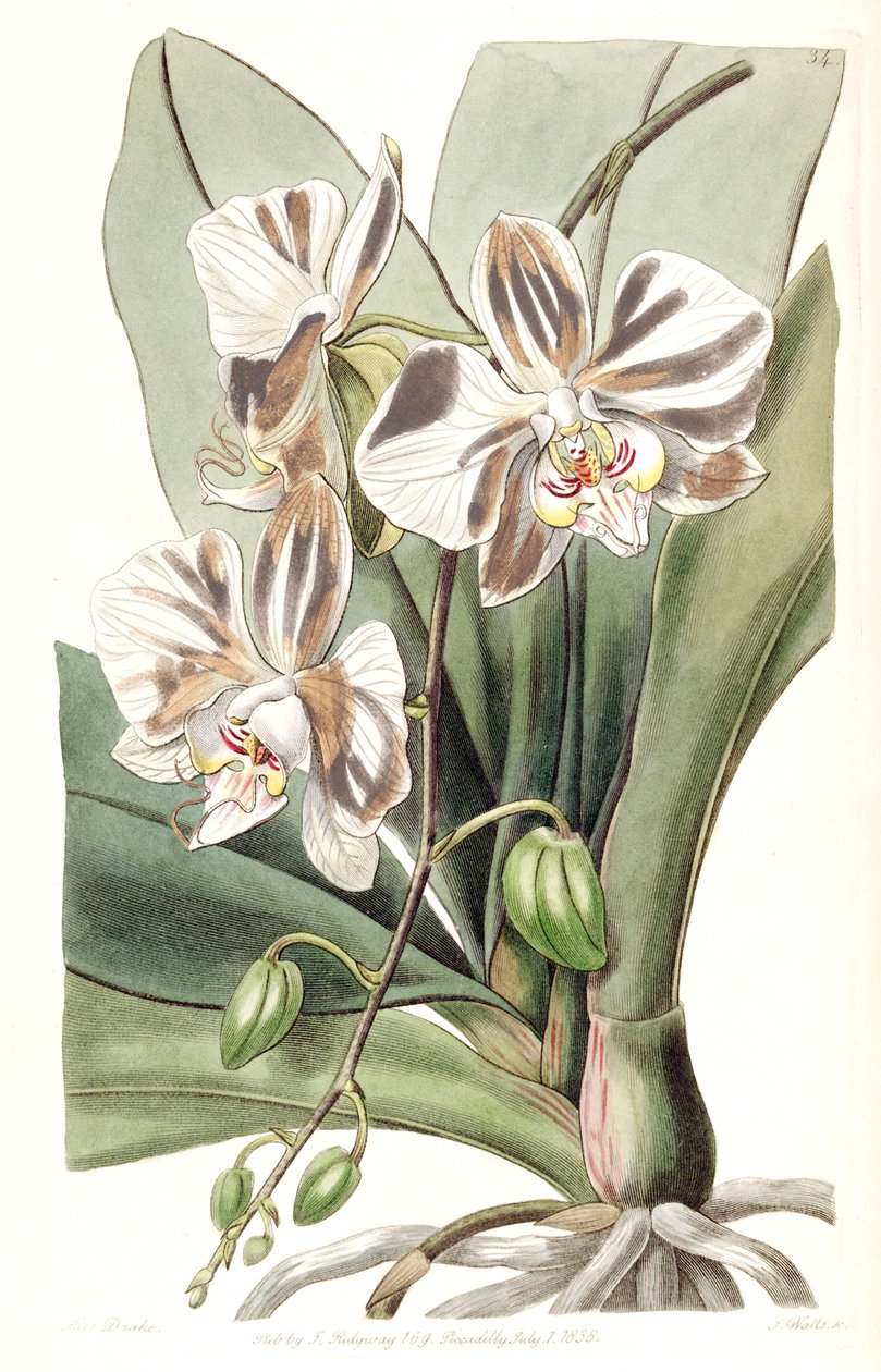 Phalaenopsis aphrodite subsp. aphrodite (som syn. Phalaenopsis amabilis Lindl. (1838), nom. illeg. af Miss Drake