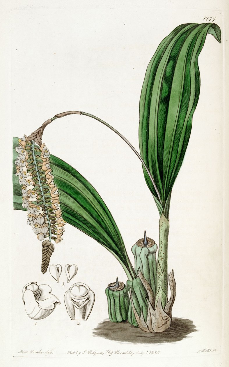 Pholidota imbricata af Miss Drake