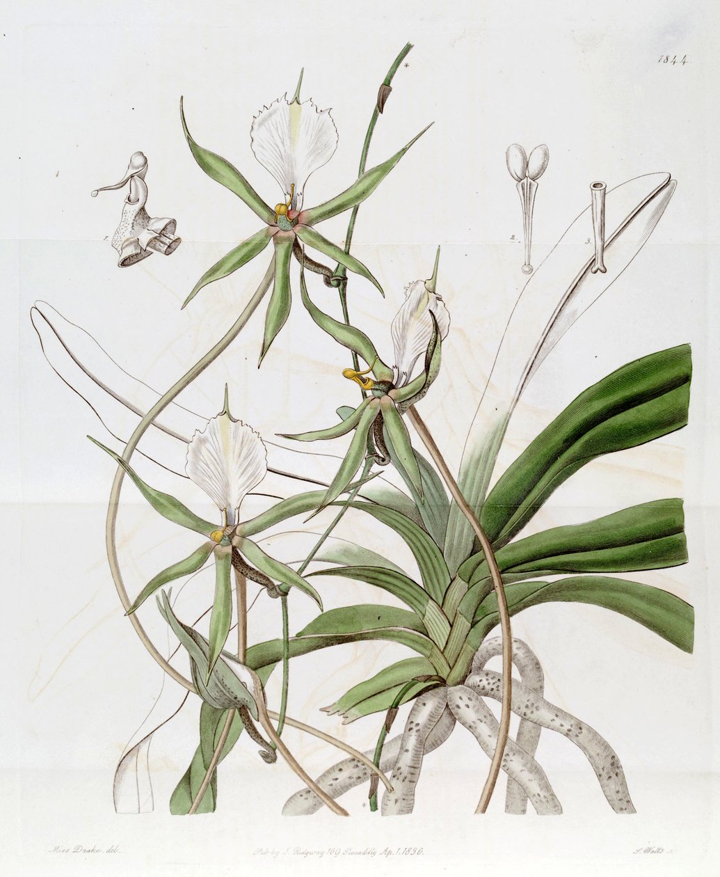 Plectrelminthus caudatus (som syn. Angraecum caudatum) af Miss Drake