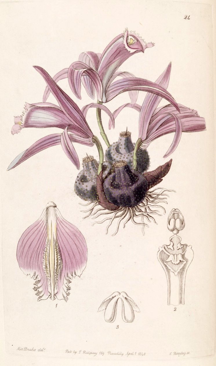 Pleione praecox (som syn. Coelogyne wallichiana) af Miss Drake