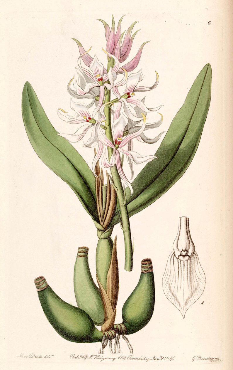 Prosthechea glumacea (som syn. Epidendrum glumaceum) af Miss Drake