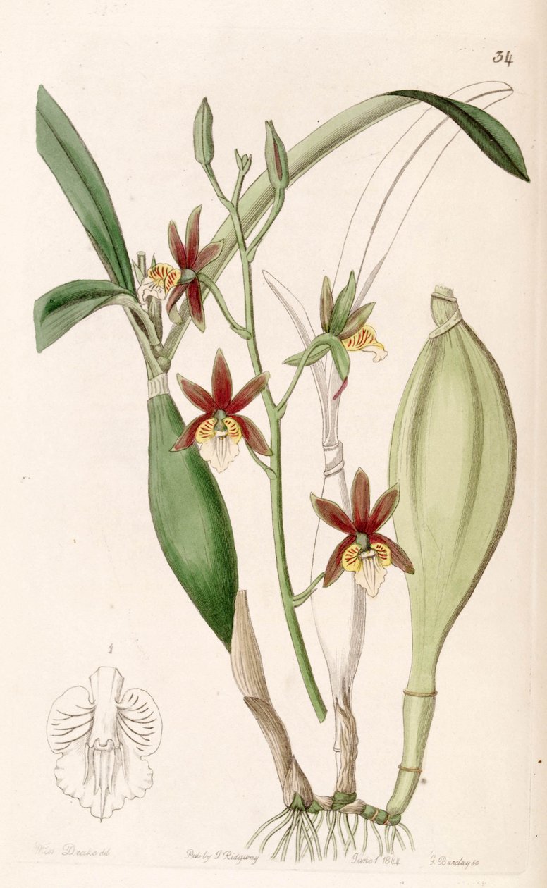 Prosthechea pterocarpa (som syn. Epidendrum pterocarpum) af Miss Drake