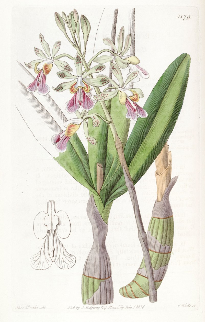 Psychilis bifida (som syn. Epidendrum bifidum) af Miss Drake