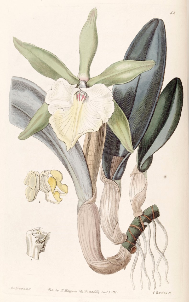 Rhyncholaelia glauca eller Brassavola glauca af Miss Drake