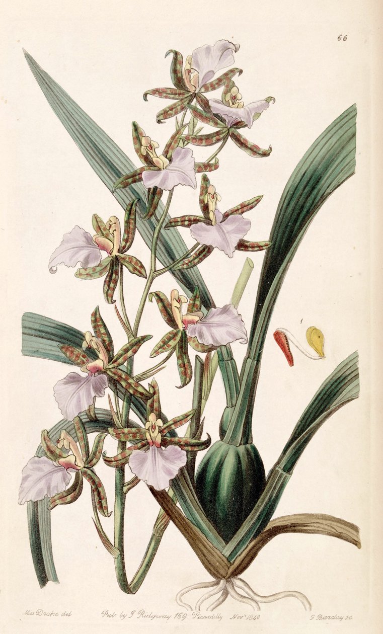 Rhynchostele bictoniensis eller Odontoglossum bictoniense af Miss Drake