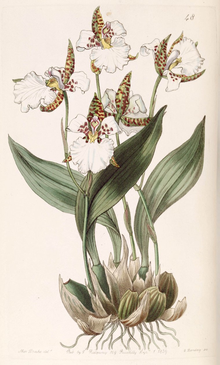 Rhonhostele i Rusland (essesøn. Odontoglossum i Rusland) af Miss Drake