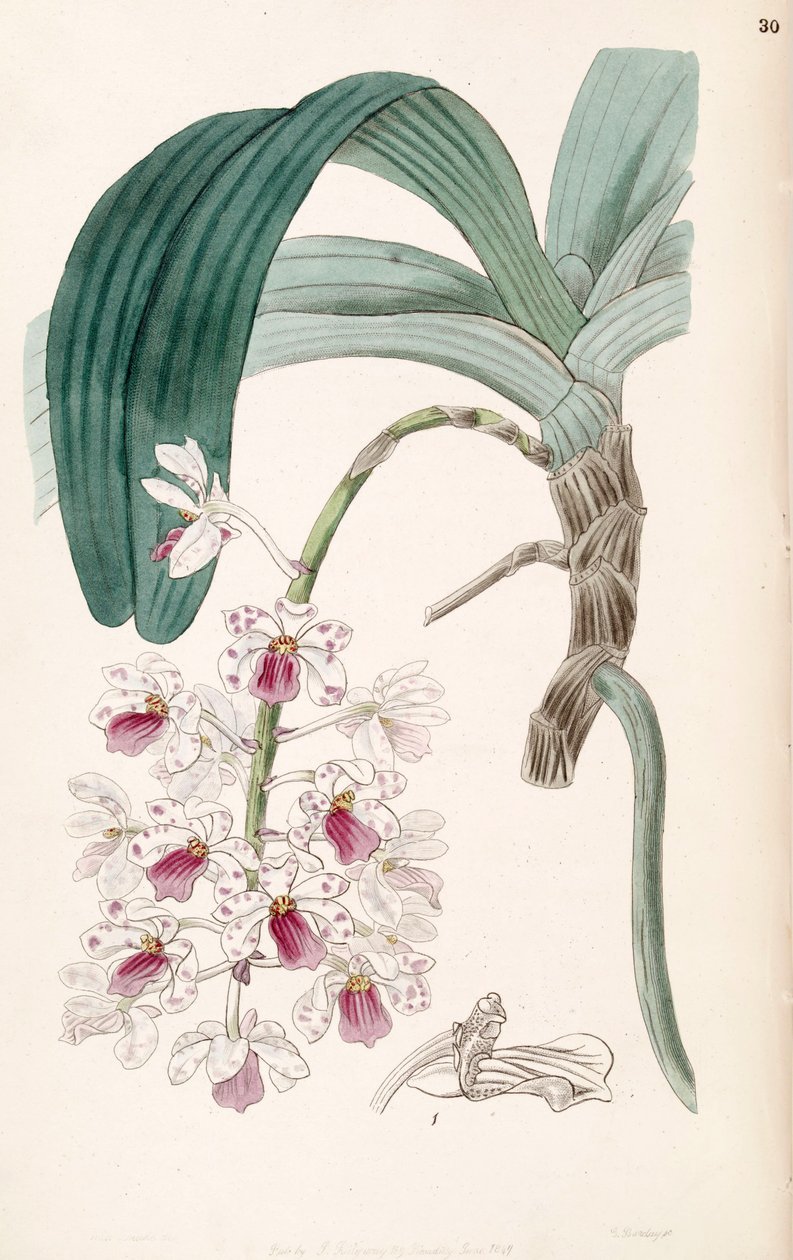 Rhynchostylis gigantea subsp. violacea (som syn. Vanda violacea) af Miss Drake
