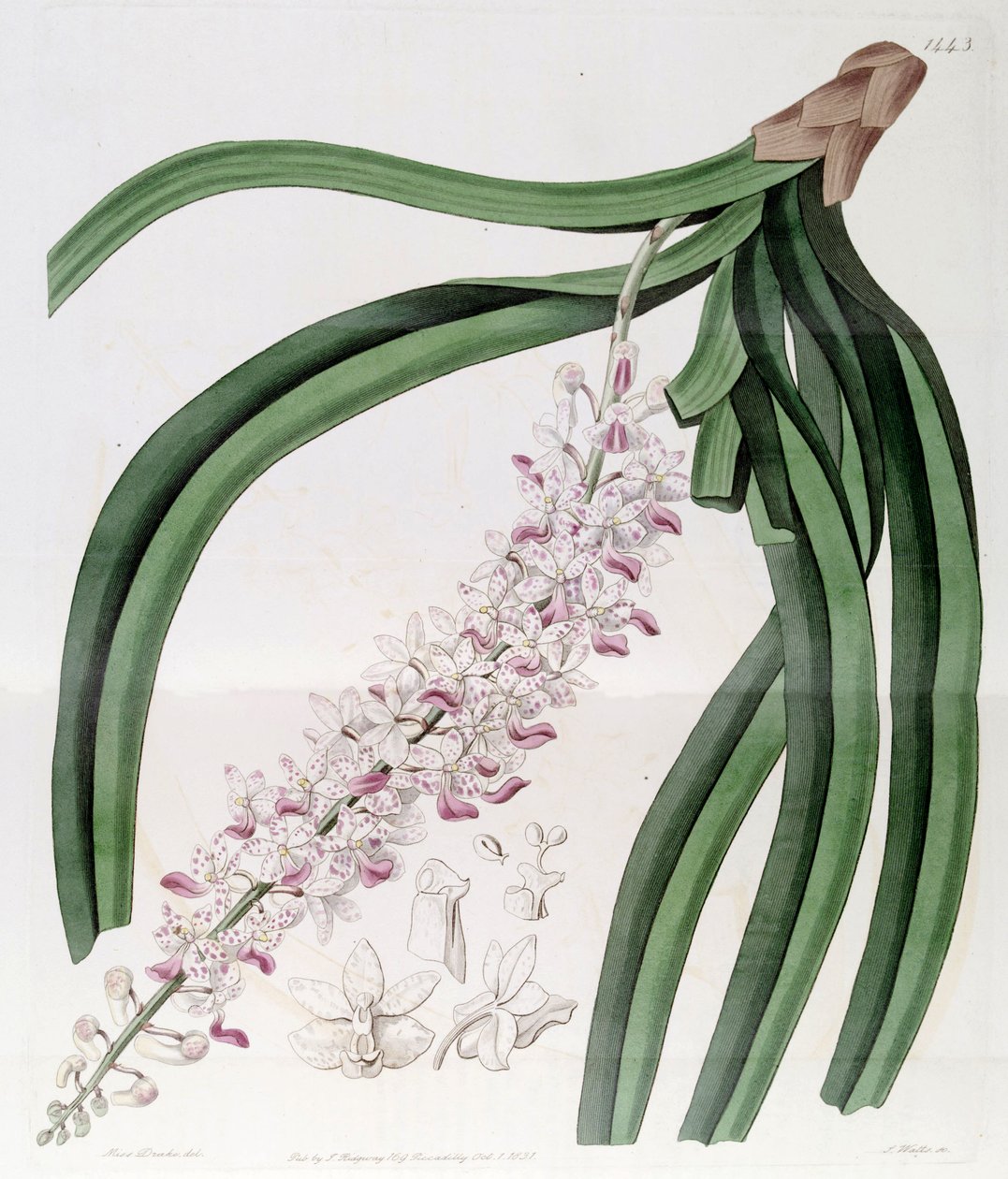 Rhynchostylis retusa (som syn. Eulophia mackaiana) af Miss Drake