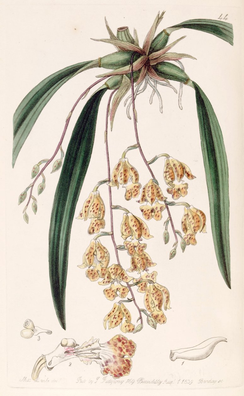 Rodriguezia sticta (som syn. Burlingtonia maculata) af Miss Drake