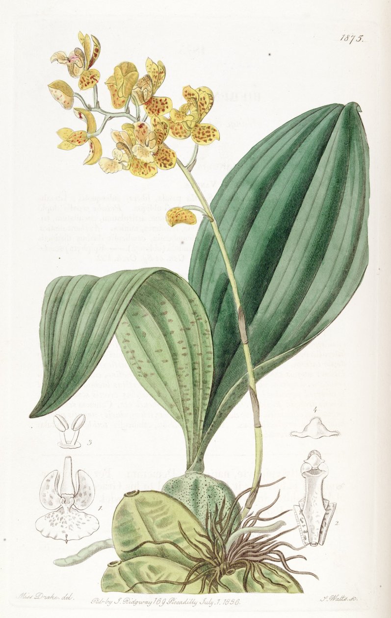 Rudolfiella aurantiaca af Miss Drake