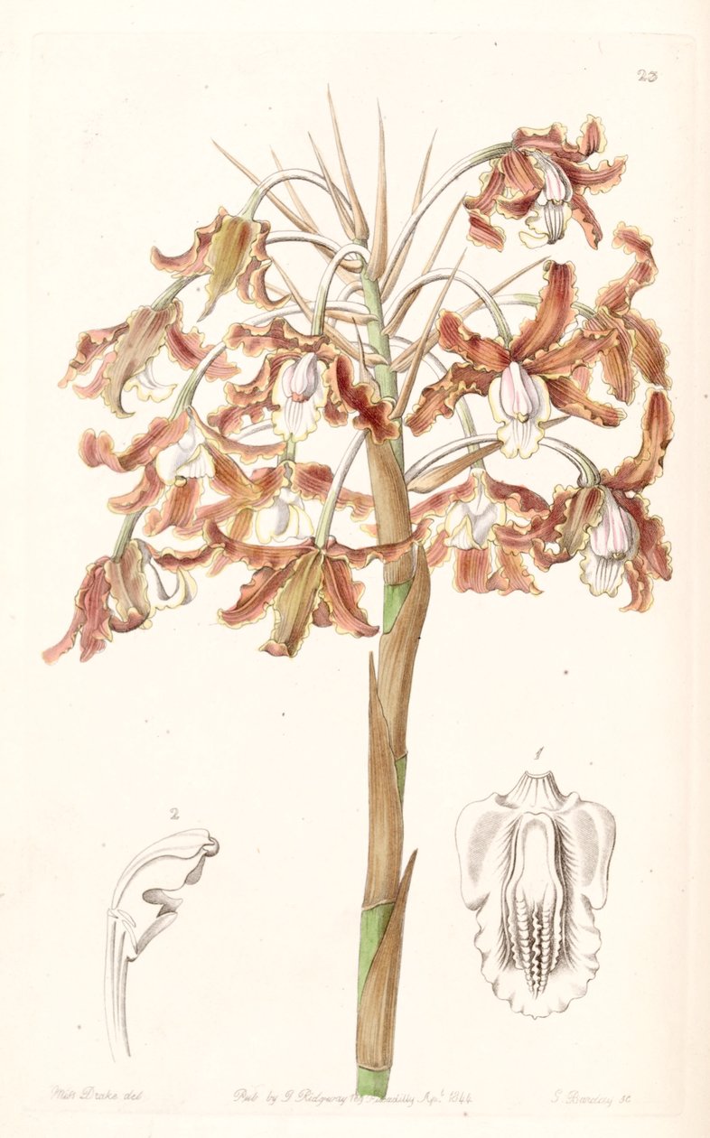 Schomburgkia crispa (syn. Af Laelia marginata) af Miss Drake