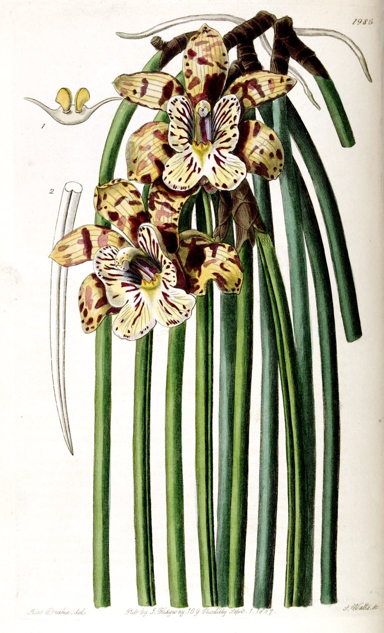 Scuticaria steelei (som syn. Maxillaria steelii) af Miss Drake