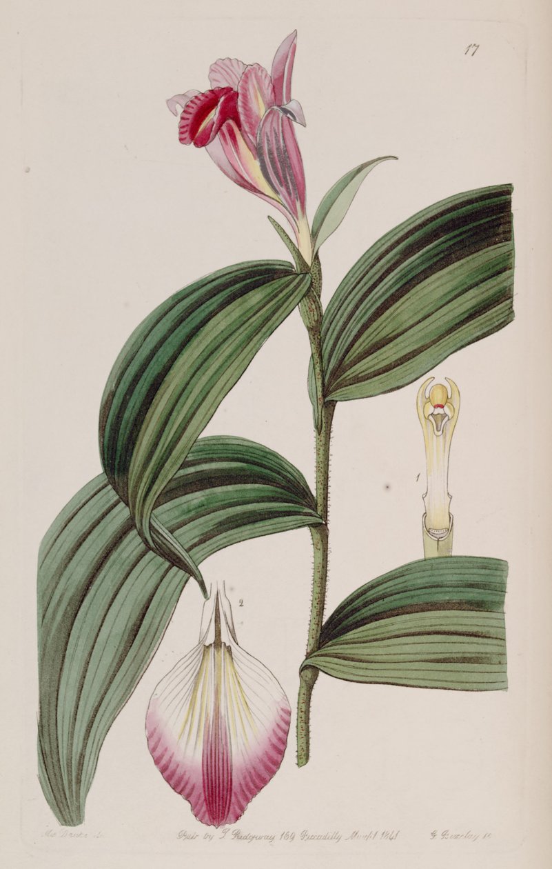 Sobralia udsmykker af Miss Drake