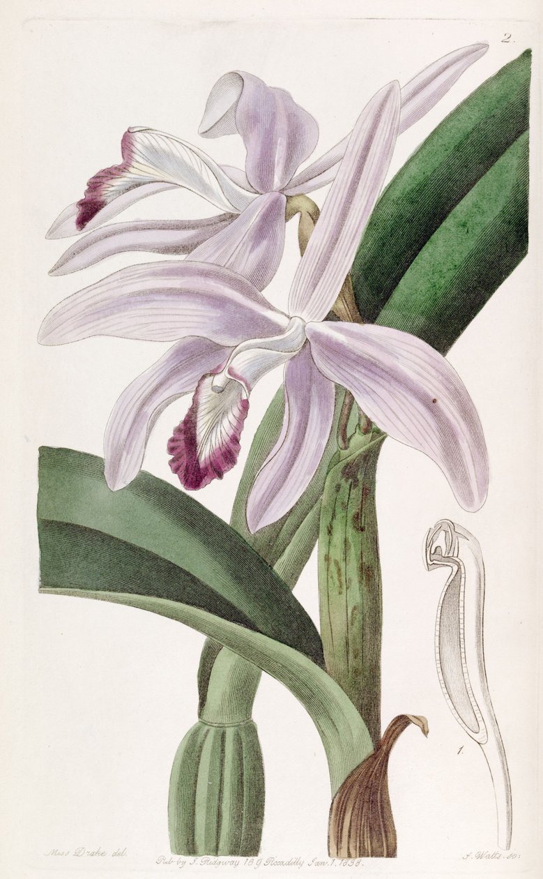 Sophronitis Perrinia (es søn af Cattleya Perrinia) af Miss Drake