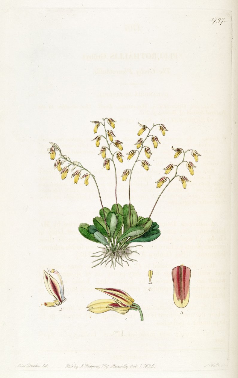 Specklinia grobyi af Miss Drake