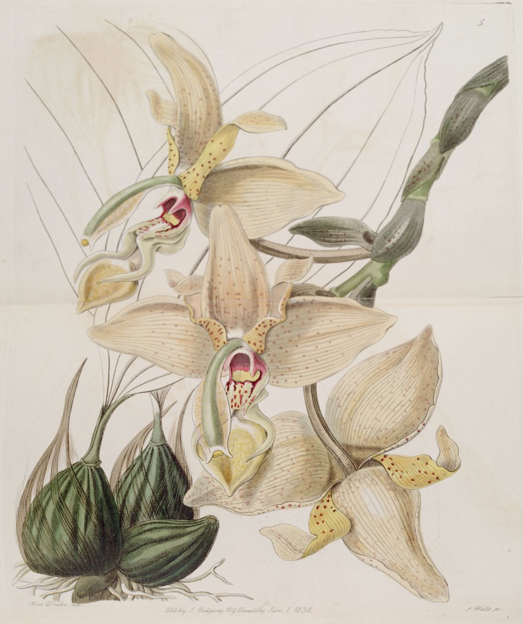 Stanhopea × quadricornis Lindl. (1838) (Stanhopea grandiflora × Stanhopea wardii) af Miss Drake