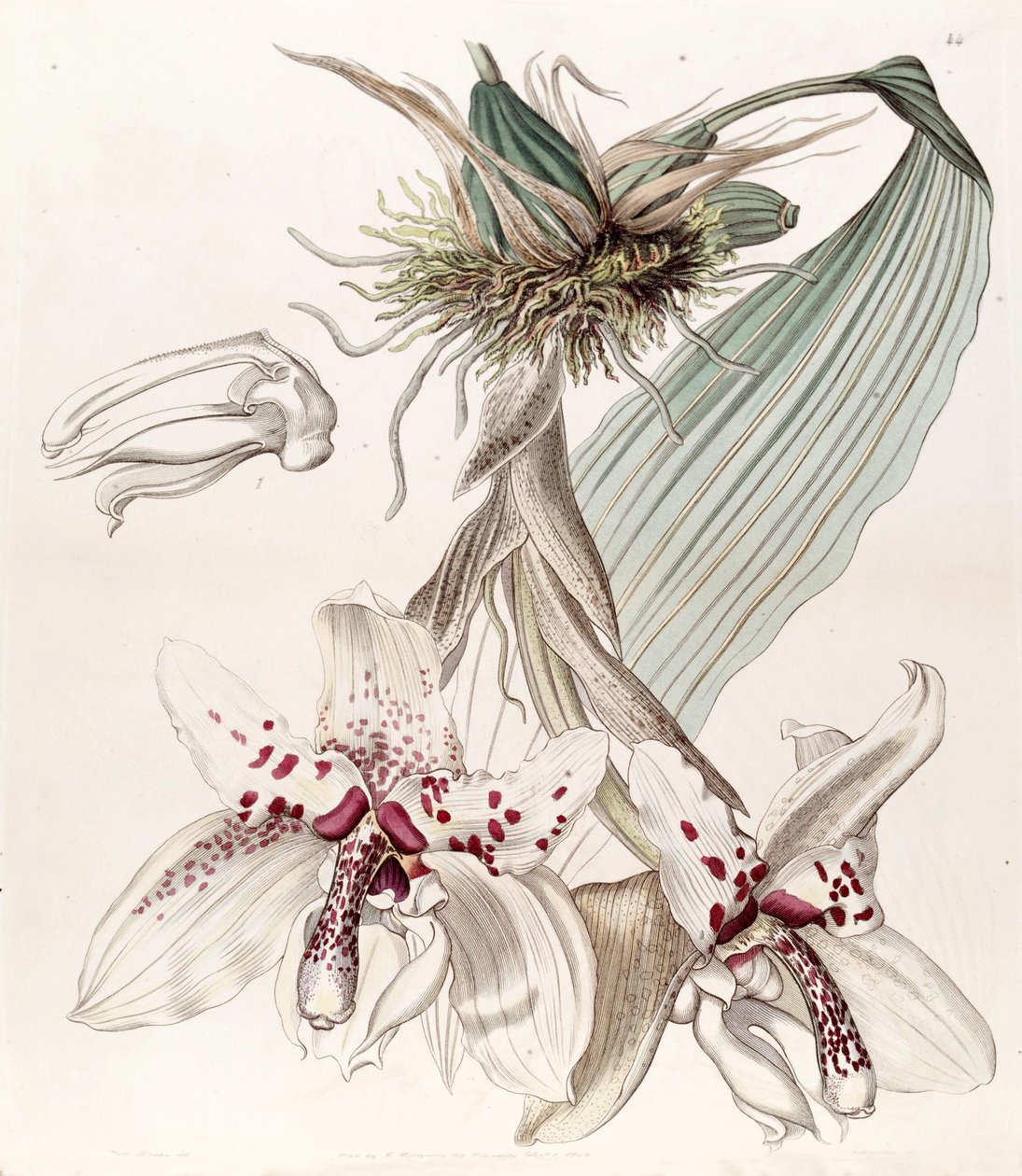 Stanhopea martiana (som syn. Stanhopea martiana var. Bicolor) af Miss Drake
