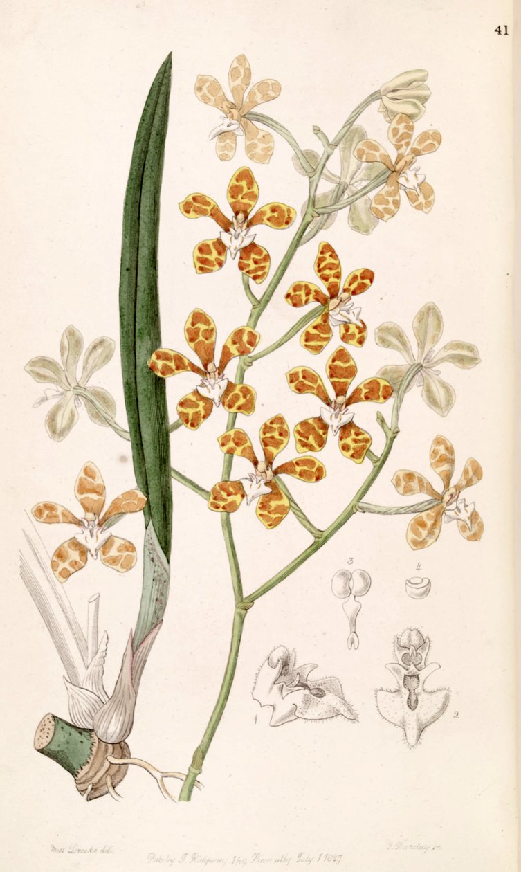 Staurochilus ionosmus (som syn. Cleisostoma ionosmum) af Miss Drake