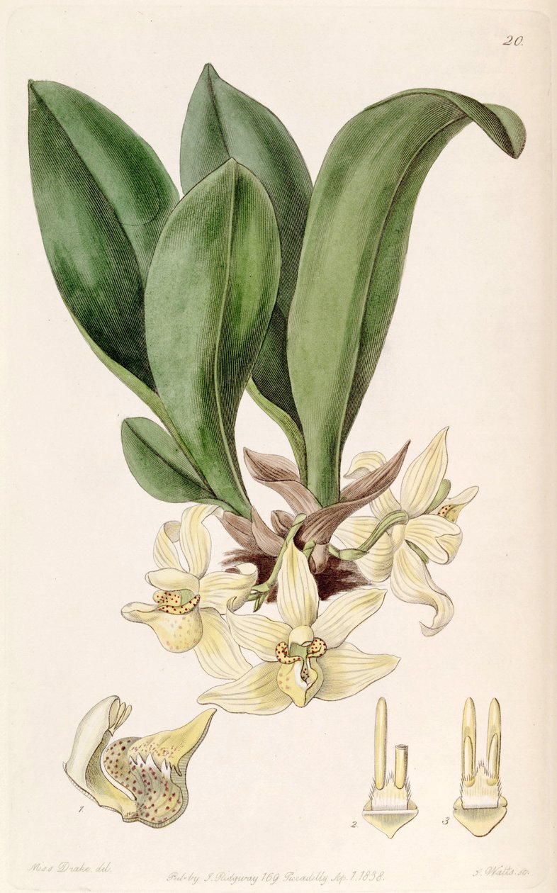 Stenia pallida af Miss Drake