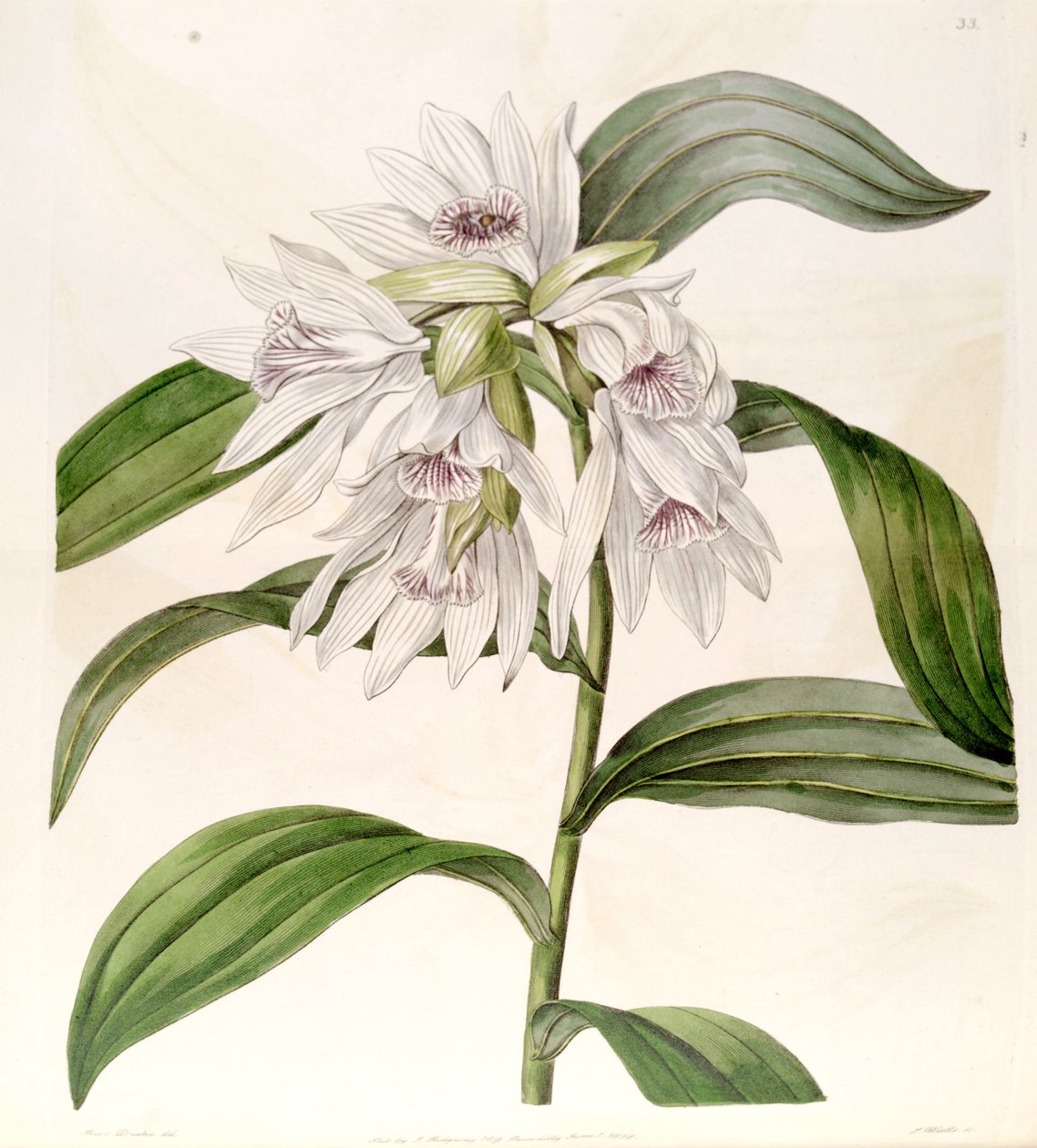 Thunia alba (som syn. Phaius alba) af Miss Drake